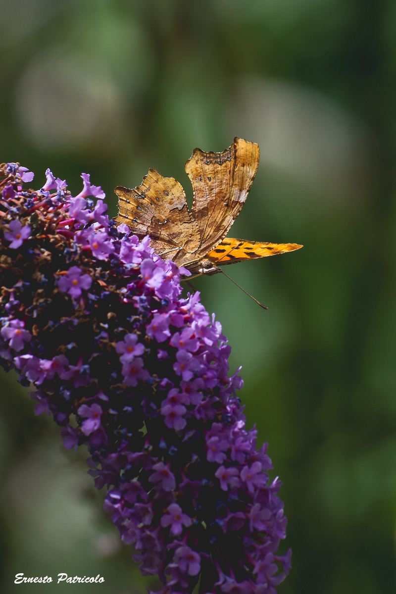 Polygonia c-album   (Nymphalidae)